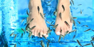 Fish Spa Greifswald